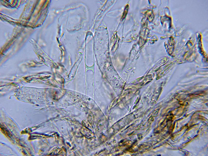 Chalciporus piperatus 10 - Suprapellis agua gelificada-001